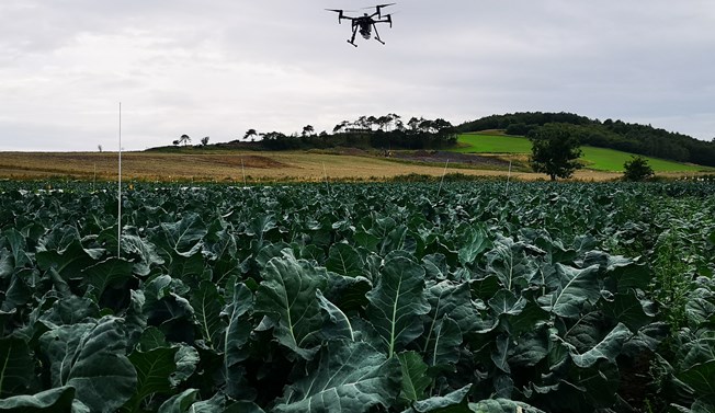 Brassica evaluation trials at AHDB’s Strategic Centre for Vegetable crops in Scotland